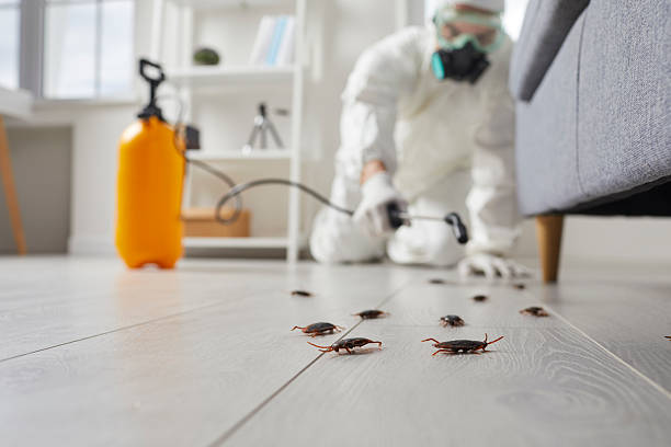 Post-Treatment Bed Bug Interceptor Monitoring in Roscoe